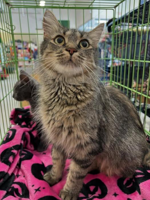 Enlarge Bette Davis, a Adoptable mixed breed in Omaha, NE image 3/5