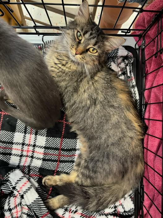 Enlarge Bette Davis, a Adoptable mixed breed in Omaha, NE image 5/5