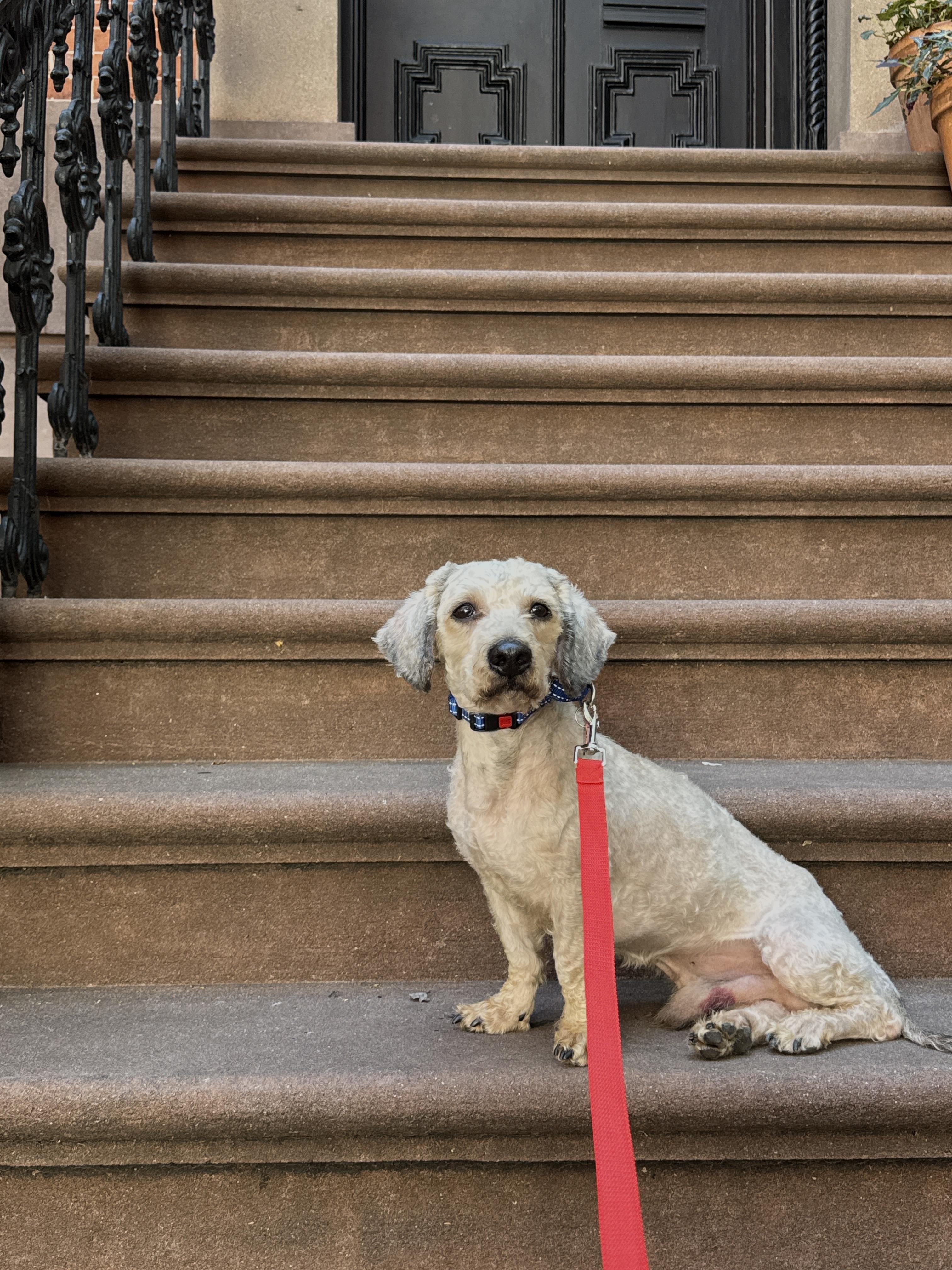 Tinto, ADOPTABLE, Adult • Male, Miniature Poodle & Lhasa Apso.