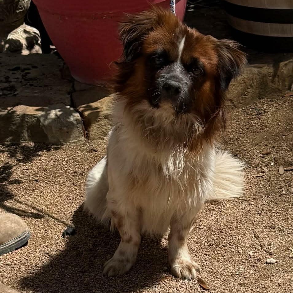 Enlarge Roly, an adopted mixed breed in Williston, VT image 5/5
