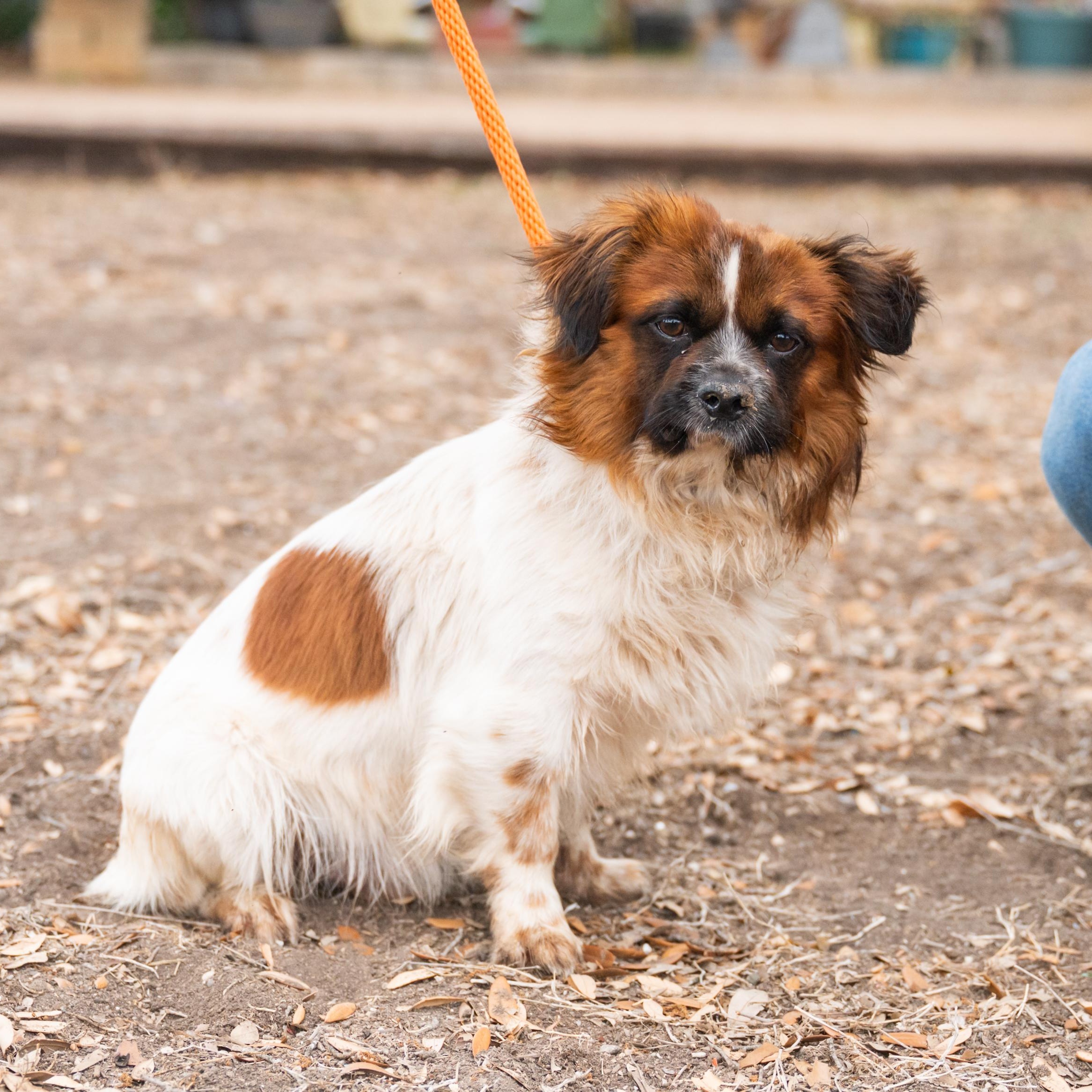 Enlarge Roly, an adopted mixed breed in Williston, VT image 3/5