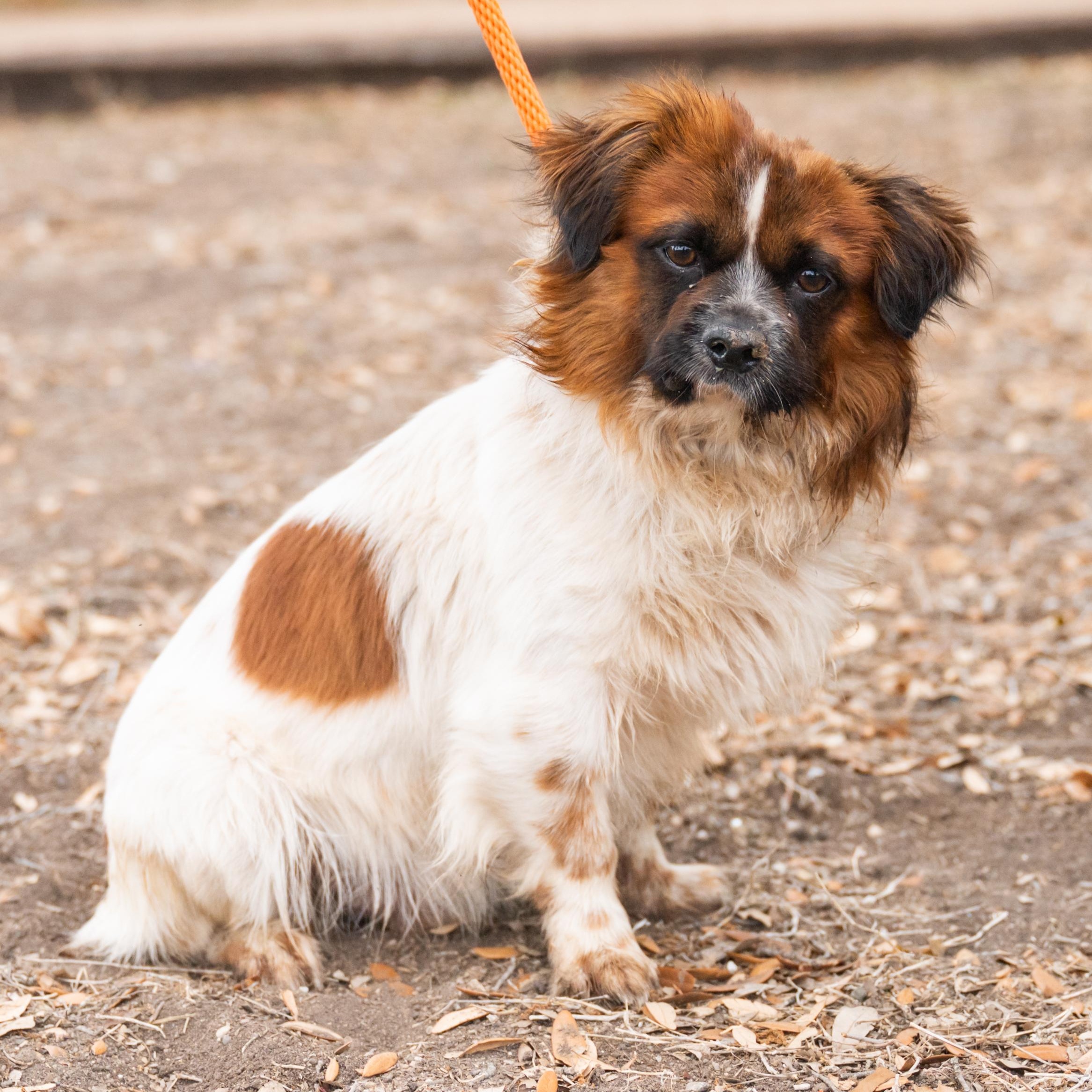 Roly, adopted, Young Male Pomeranian.