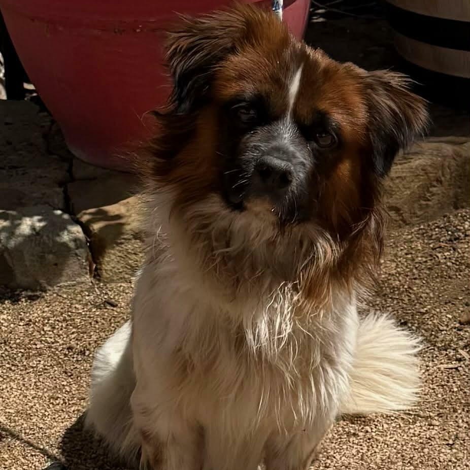 Enlarge Roly, an adopted mixed breed in Williston, VT image 4/5