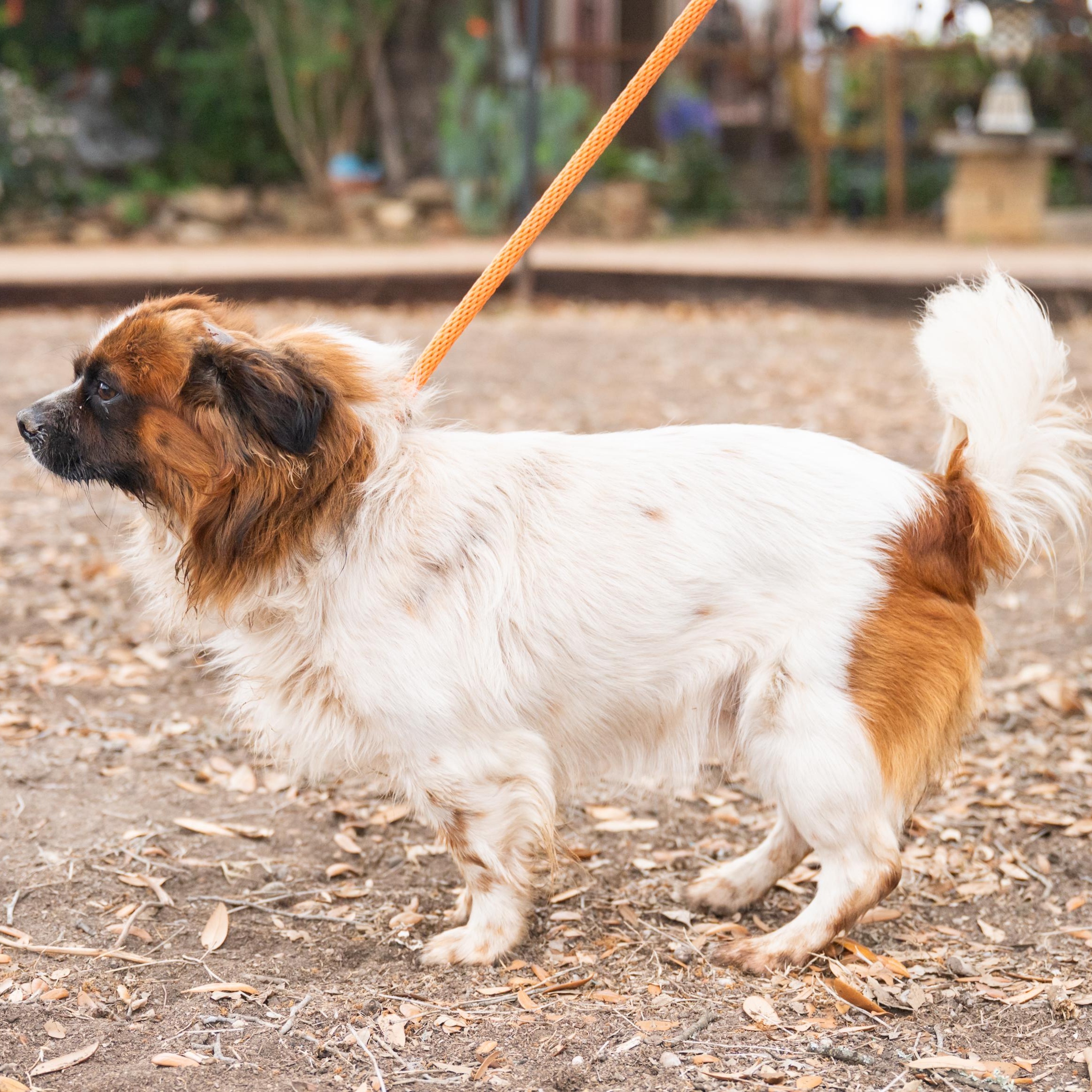 Enlarge Roly, an adopted mixed breed in Williston, VT image 2/5