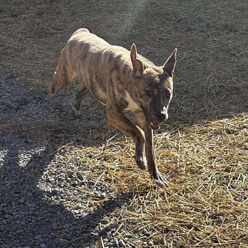 Louise, a Adoptable mixed breed in Carmel, IN image 2/6