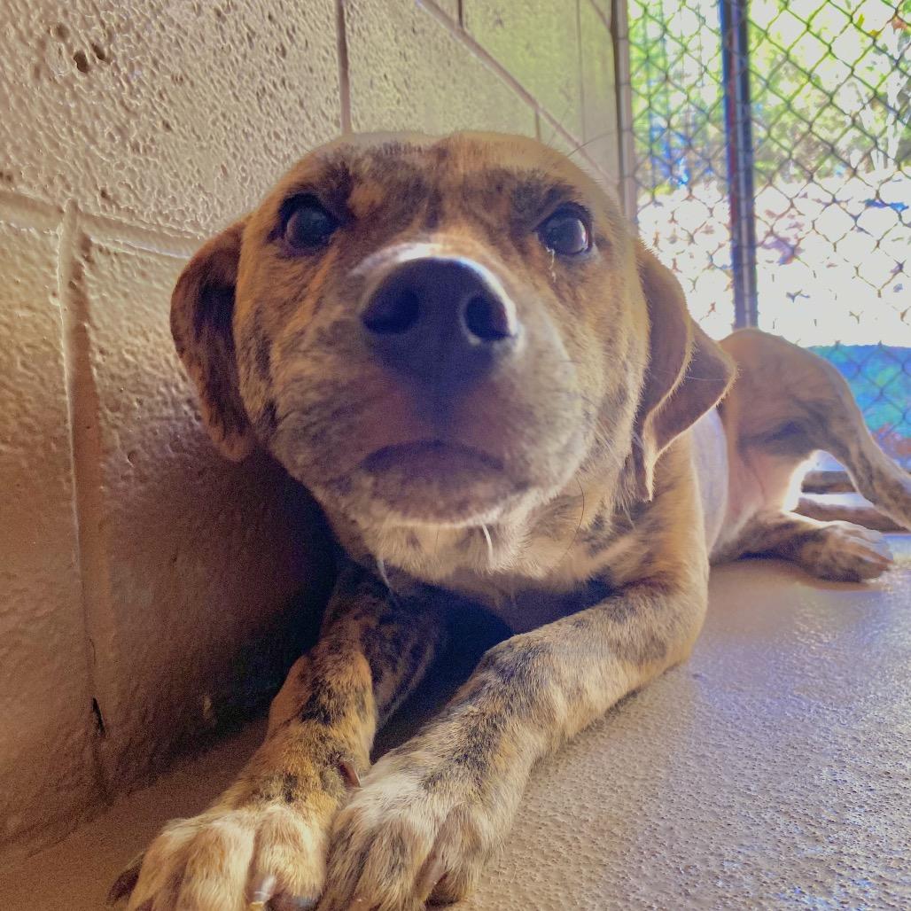 Louise, a Adoptable mixed breed in Carmel, IN image 3/6