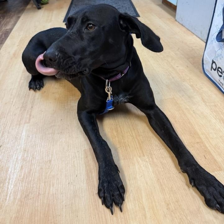 Autumn, a Adoptable mixed breed in Washington, PA image 5/6