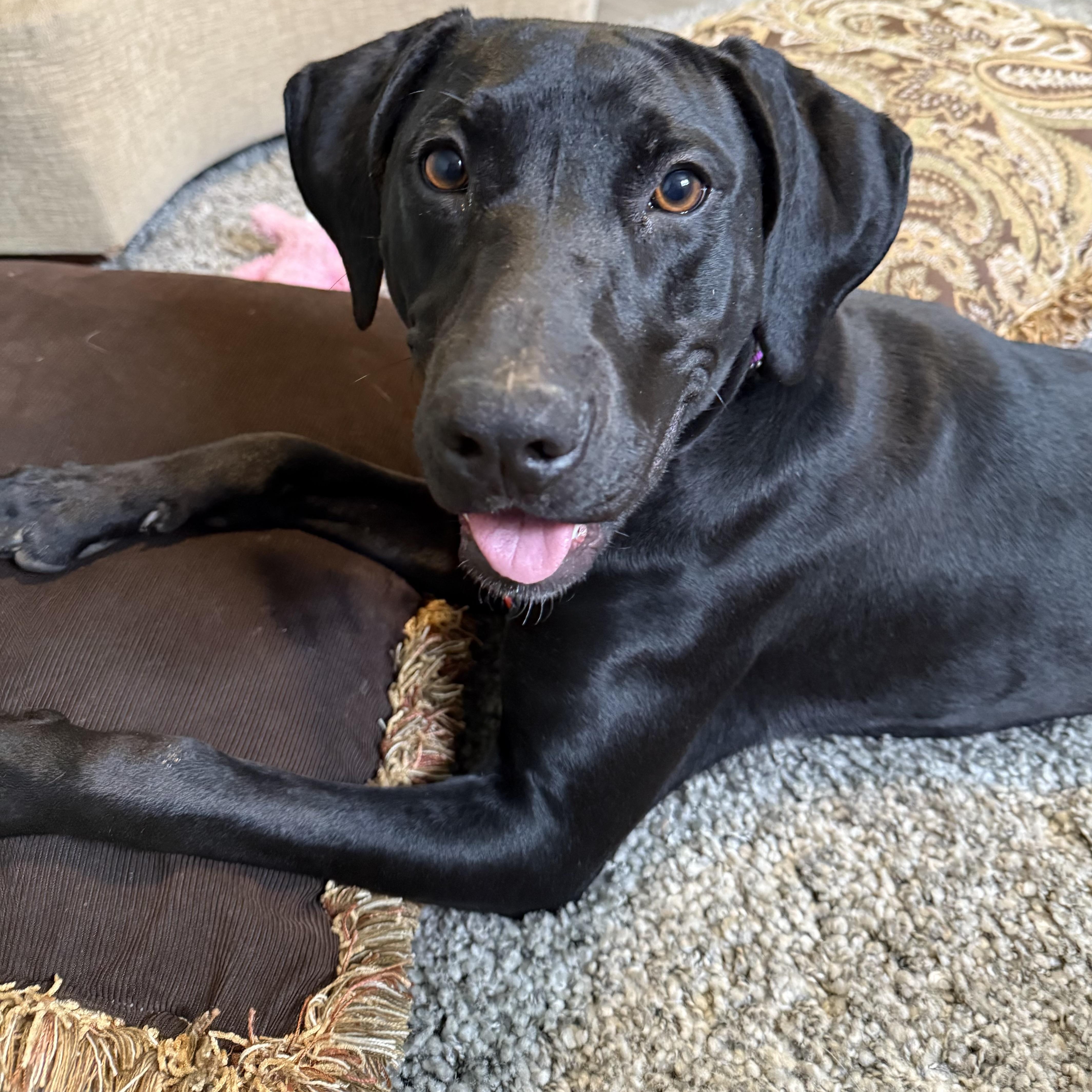 Autumn, a Adoptable mixed breed in Washington, PA image 1/6