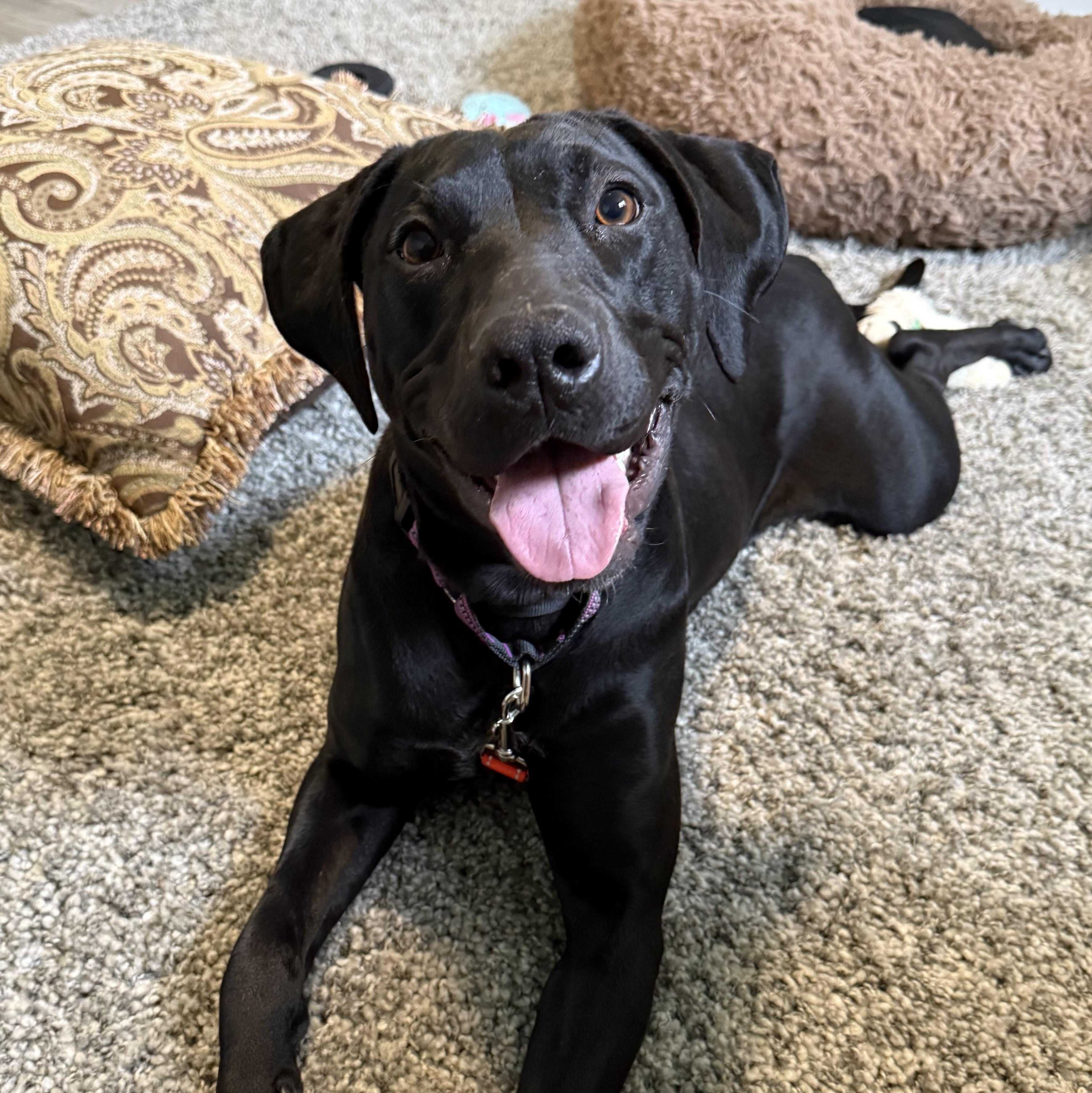 Autumn, a Adoptable mixed breed in Washington, PA image 6/6