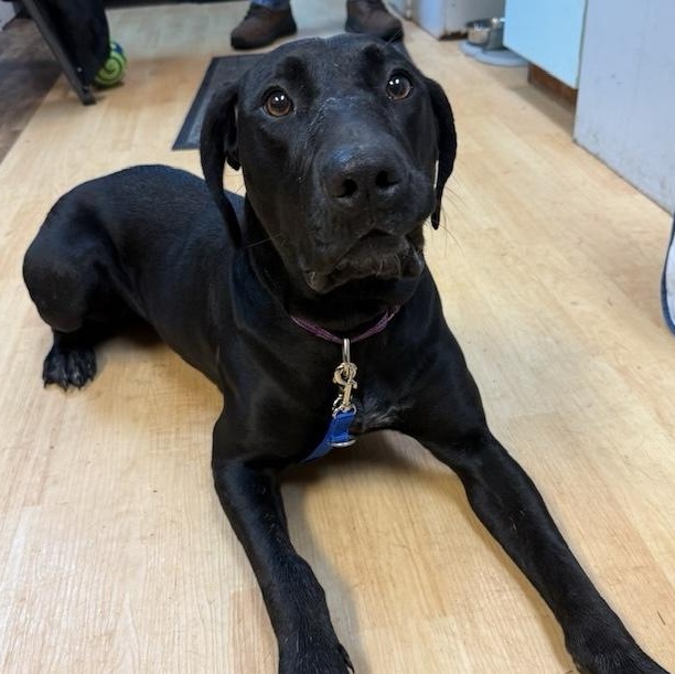 Autumn, a Adoptable mixed breed in Washington, PA image 2/6