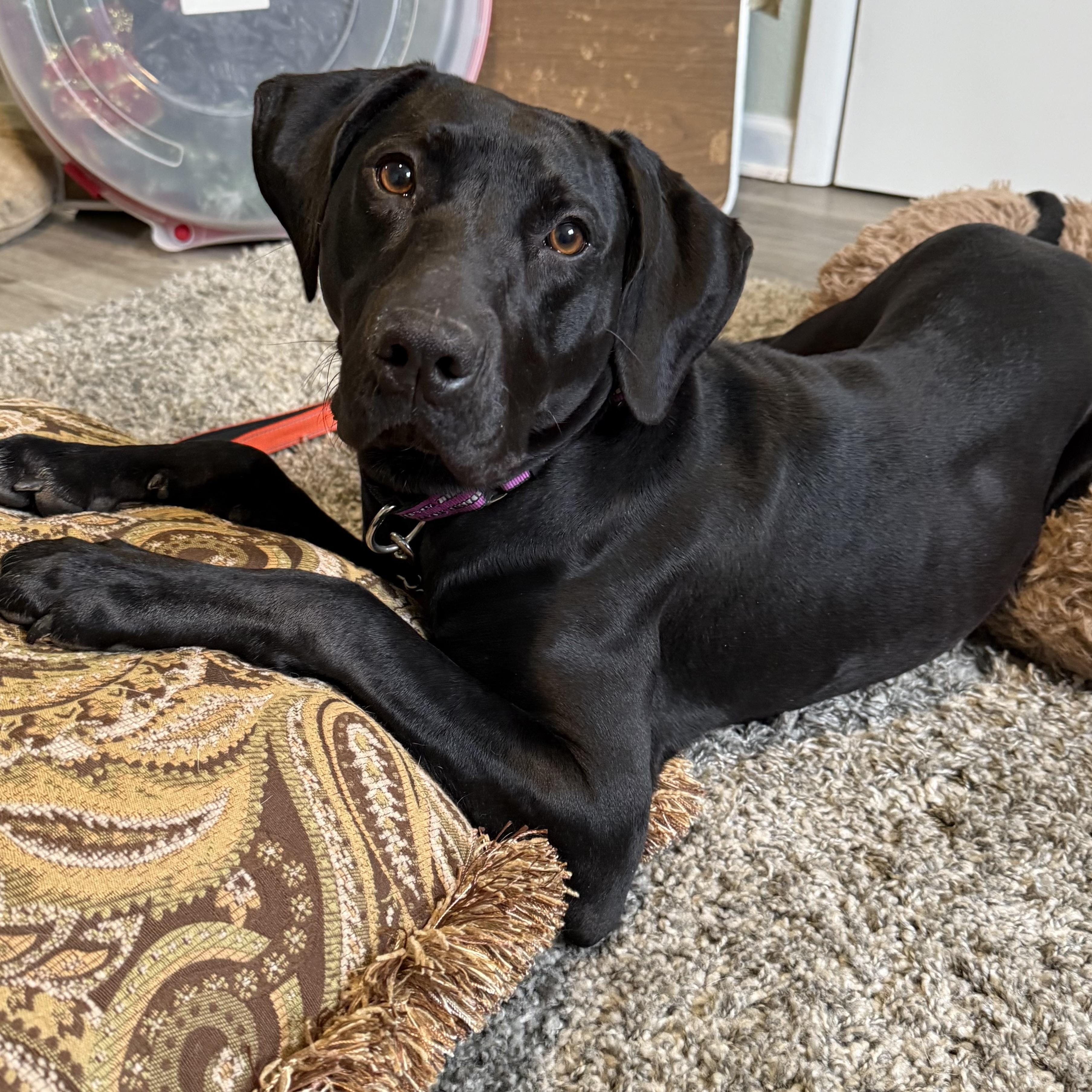 Autumn, a Adoptable mixed breed in Washington, PA image 4/6