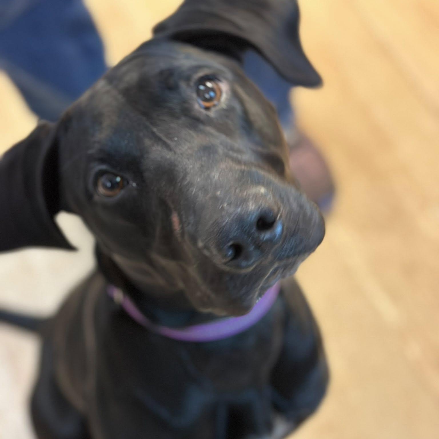 Autumn, a Adoptable mixed breed in Washington, PA image 1/6