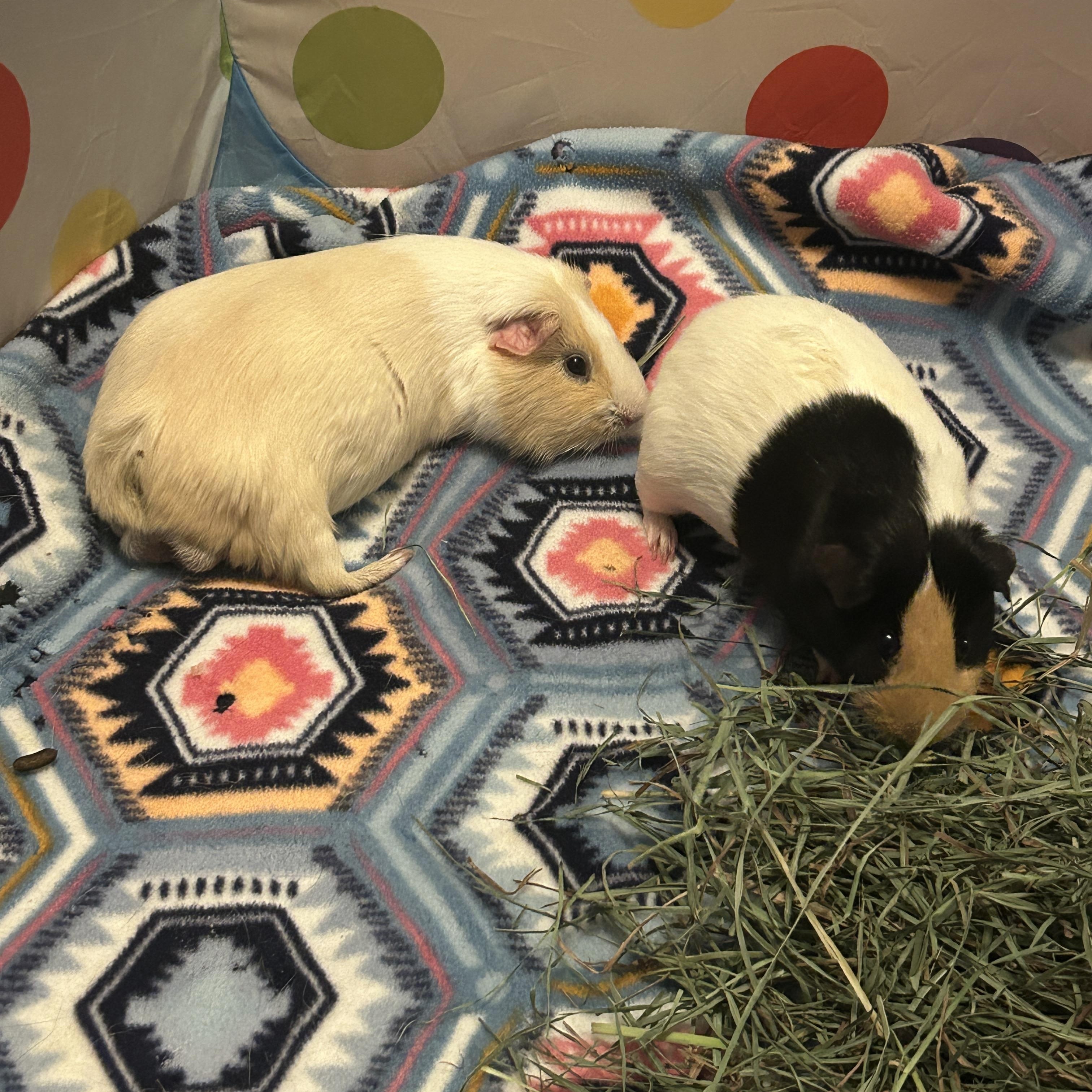 Archie & Scooter BONDED PAIR, Adult Male Guinea Pig