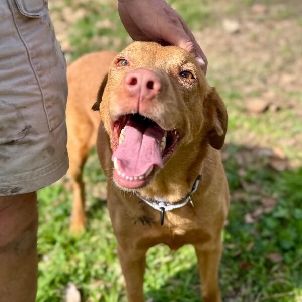 Gracie Gold Joy Jamboree — thumbnail 2