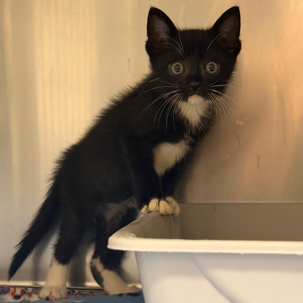 Clark, a Adoptable Domestic Short Hair in Bryan, TX image 1/2