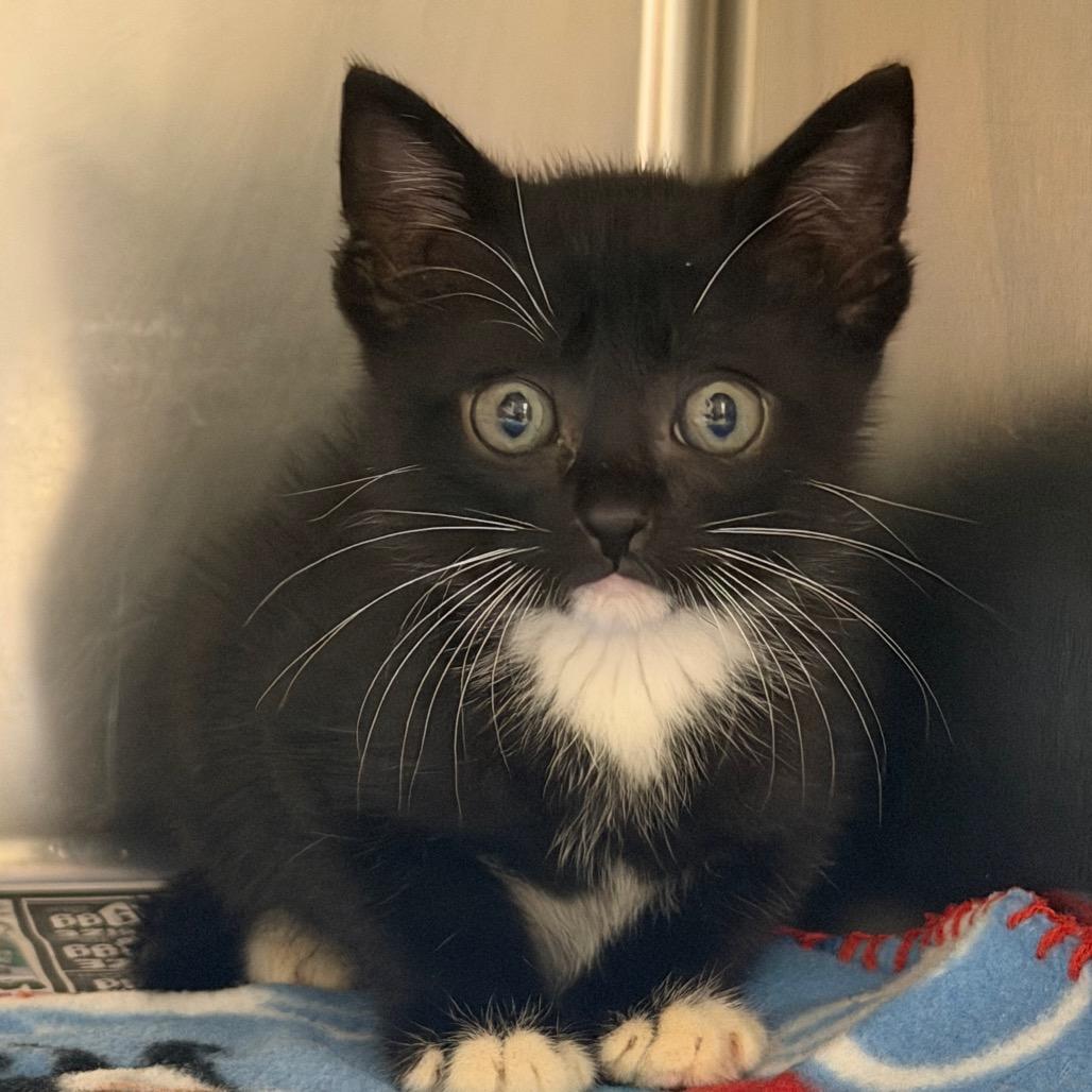 Clark, a Adoptable Domestic Short Hair in Bryan, TX image 2/2