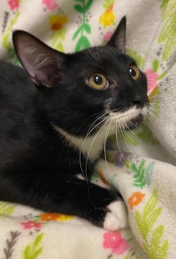 Enlarge 7832 Bosko, a Adoptable Domestic Short Hair in Hartwell, GA image 1/3