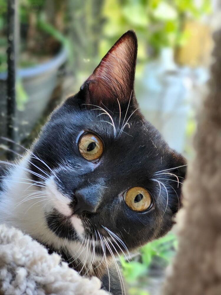 Enlarge 7832 Bosko, a Adoptable Domestic Short Hair in Hartwell, GA image 2/3