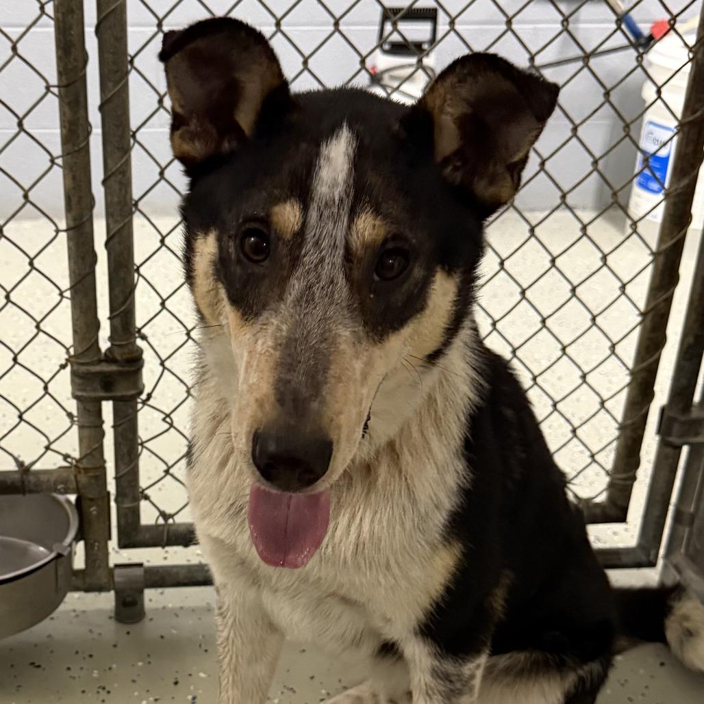 Enlarge Drover, a Adoptable mixed breed in Marion, VA image 1/1