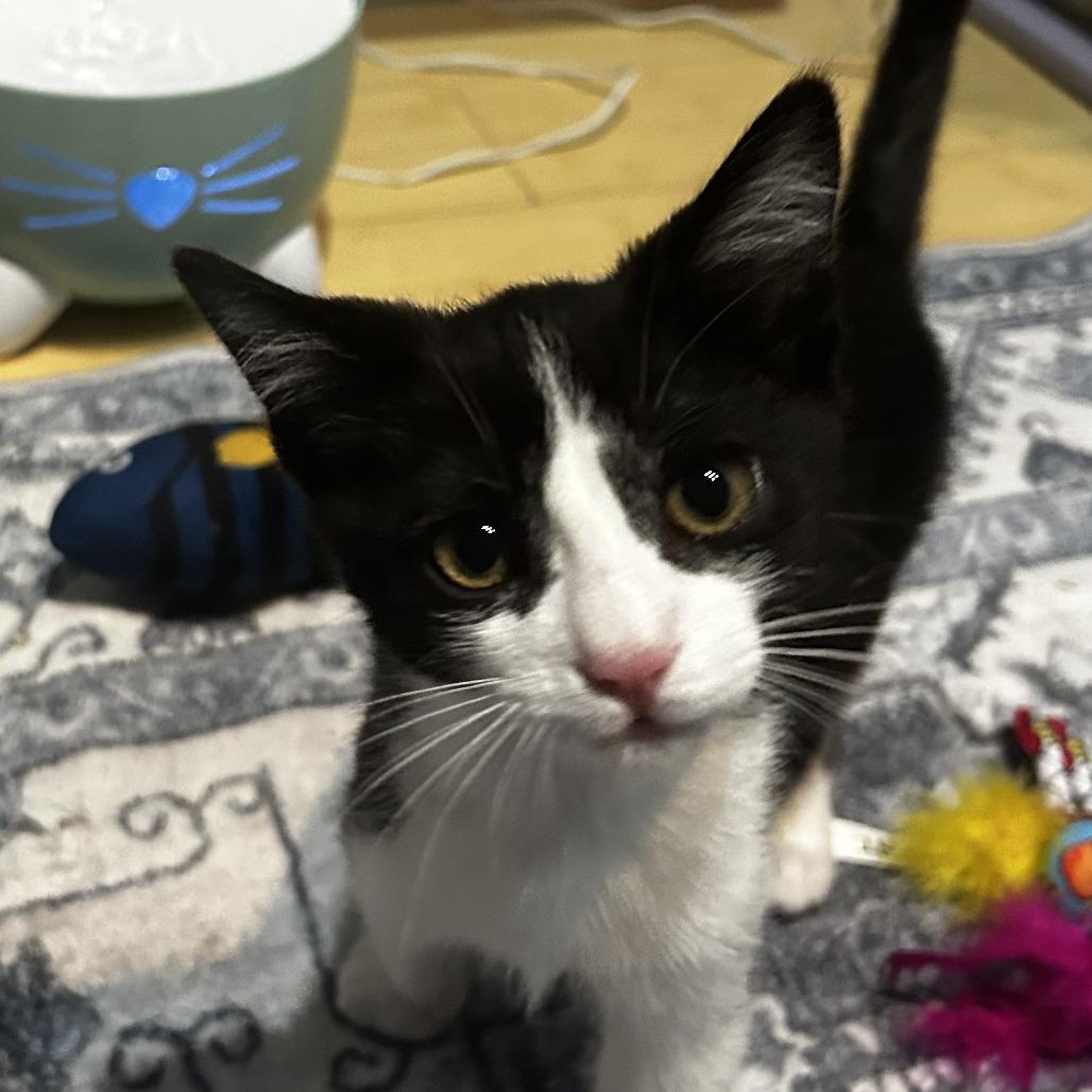 Buster, Adoptable, Kitten Male Domestic Short Hair.