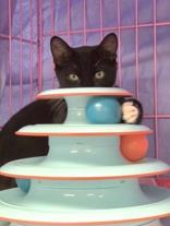 Charizard, a Adoptable mixed breed in Gloucester, MA image 1/3