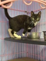 Charizard, a Adoptable mixed breed in Gloucester, MA image 2/3