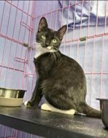 Charizard, a Adoptable mixed breed in Gloucester, MA image 3/3