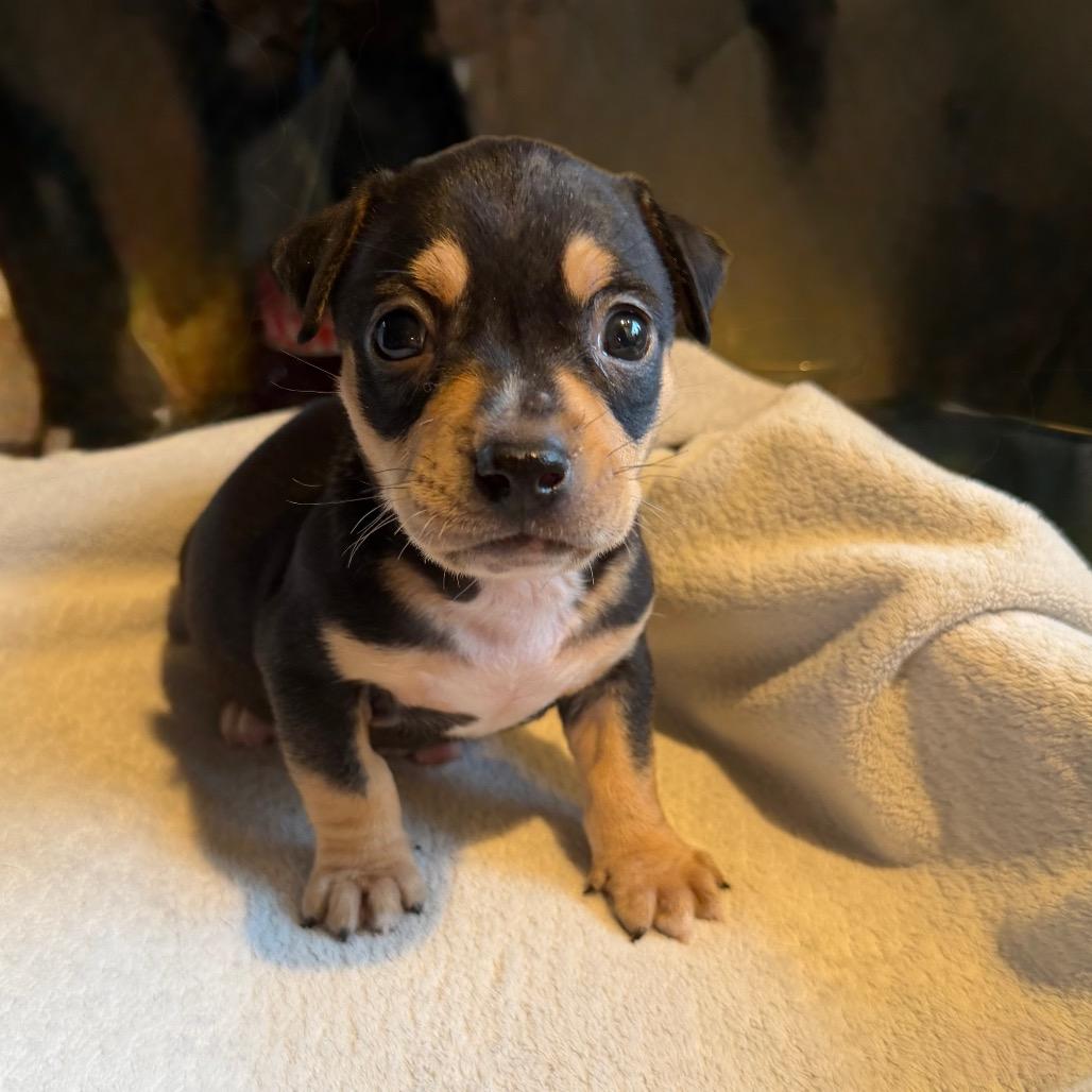 Kevin, Adoptable, Puppy Male Pit Bull Terrier & Mixed Breed.