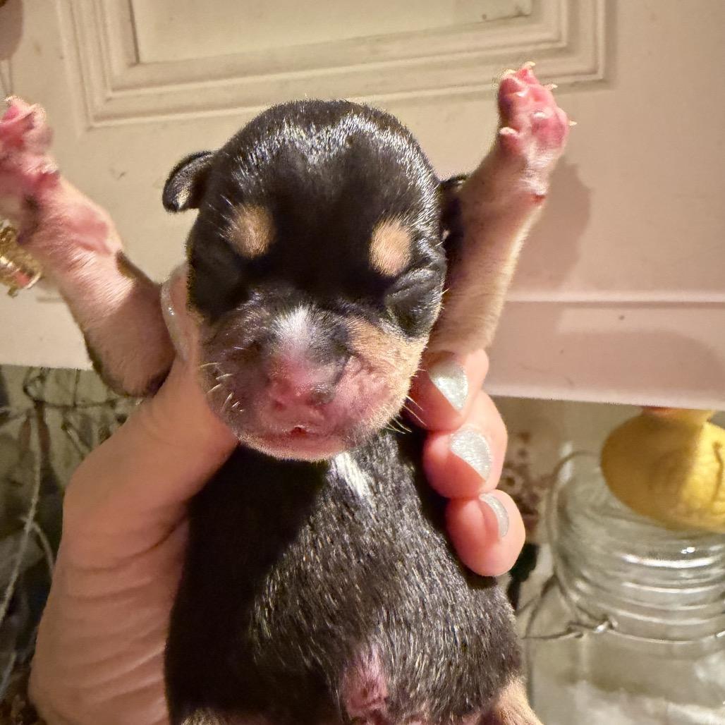 Enlarge Kevin, a Adoptable mixed breed in Sacramento, CA image 2/5