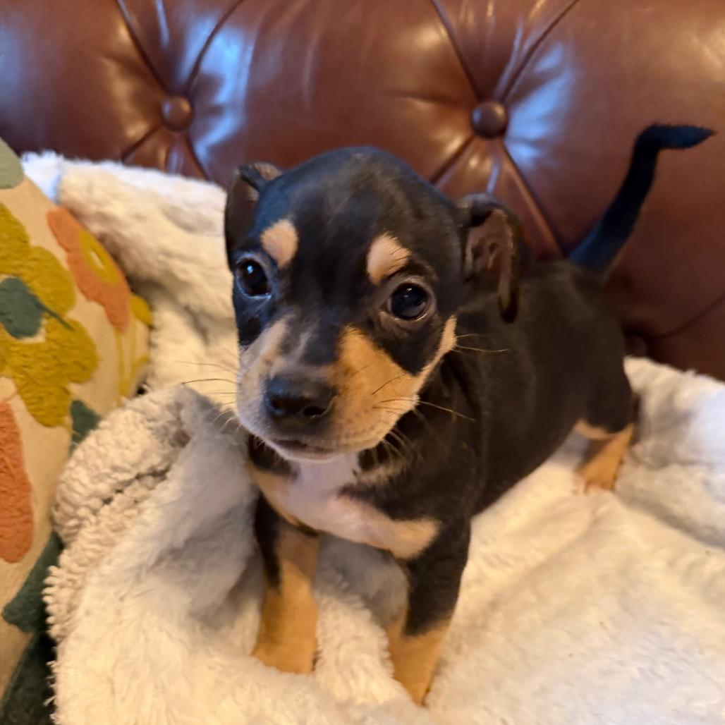 Enlarge Kevin, a Adoptable mixed breed in Sacramento, CA image 3/5