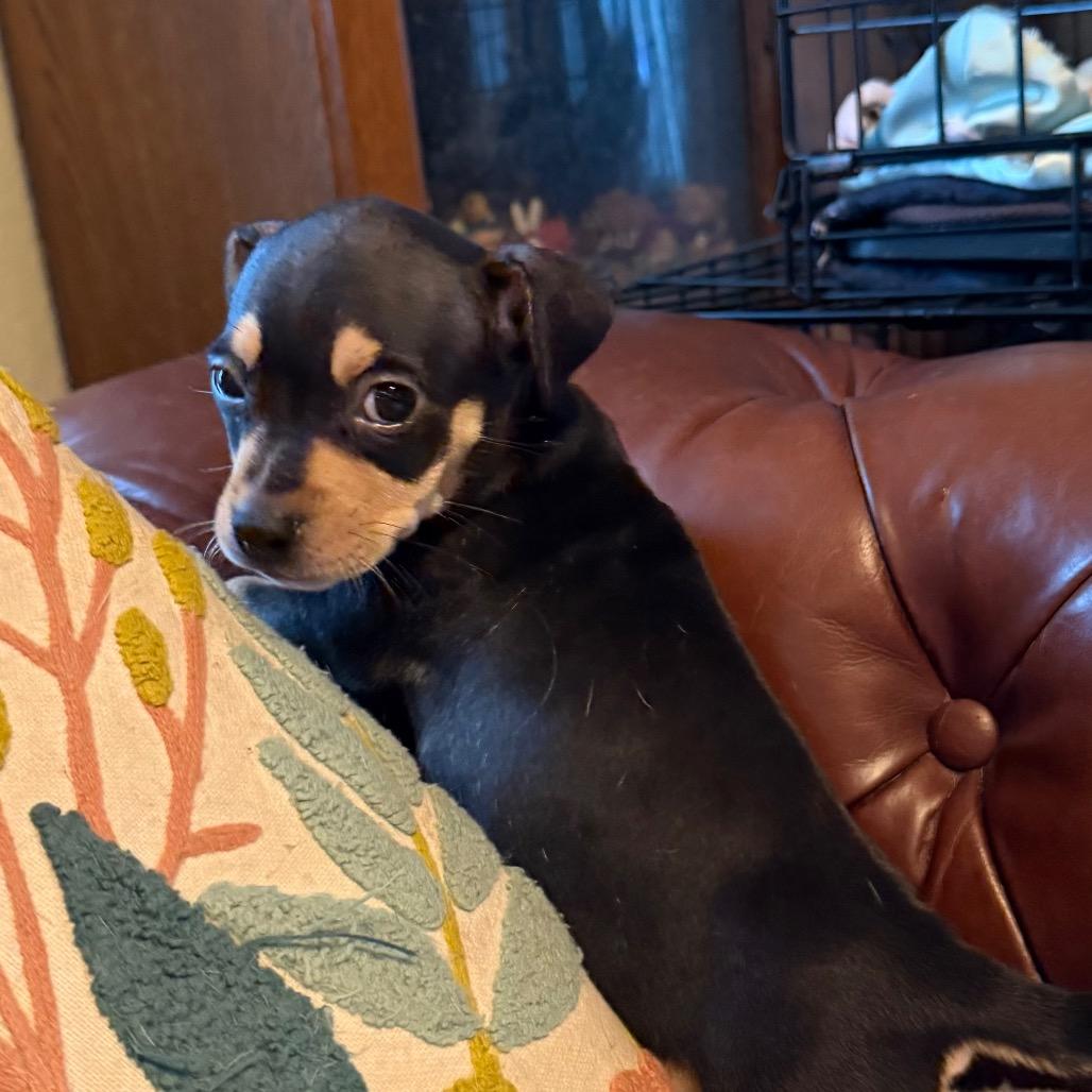 Enlarge Kevin, a Adoptable mixed breed in Sacramento, CA image 4/5