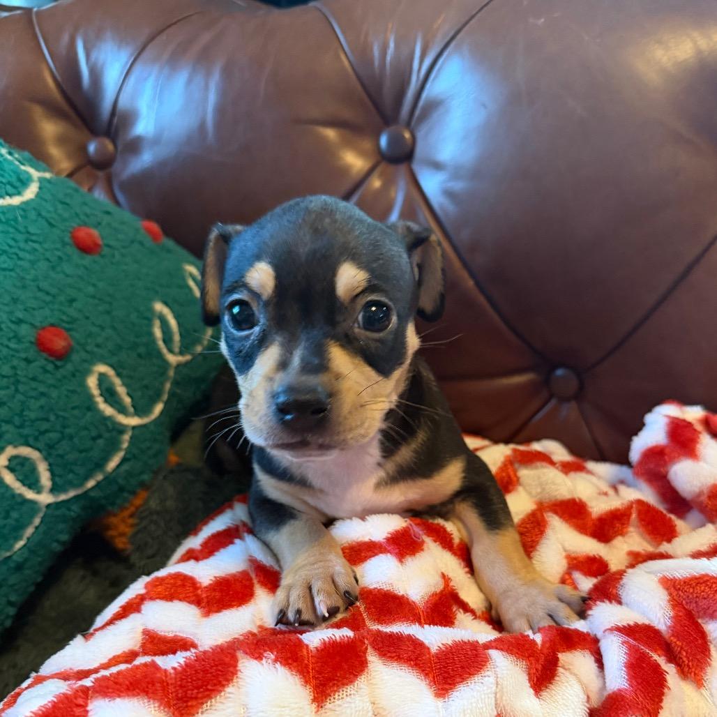 Enlarge Kevin, a Adoptable mixed breed in Sacramento, CA image 5/5