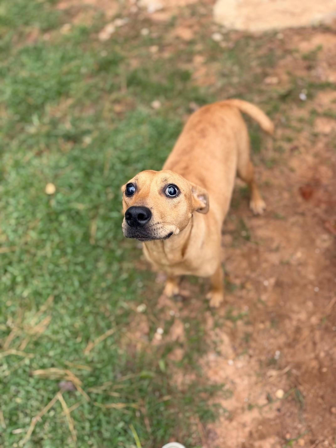 Enlarge Cherry, a Adoptable mixed breed in Summerdale, AL image 1/1