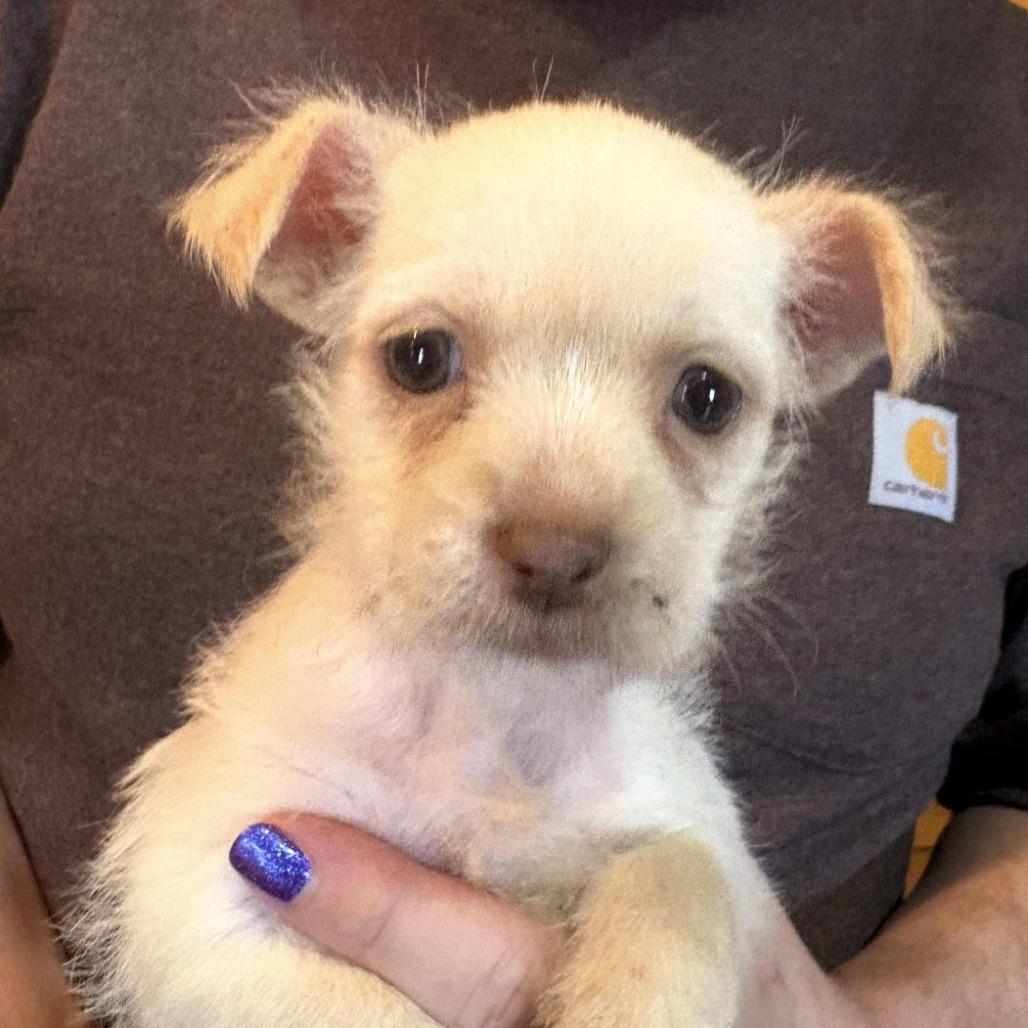 Enlarge Marshmallow, an adopted mixed breed in Stokesdale, NC image 1/1