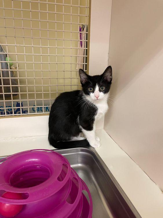 Enlarge Elle, a ADOPTABLE mixed breed in Richardson, TX image 2/3