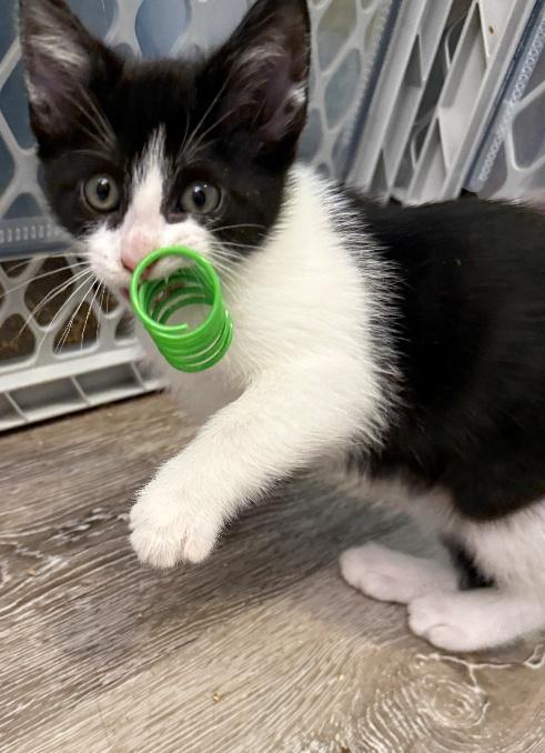Elle, ADOPTABLE, Kitten Female American Shorthair & Domestic Short Hair.