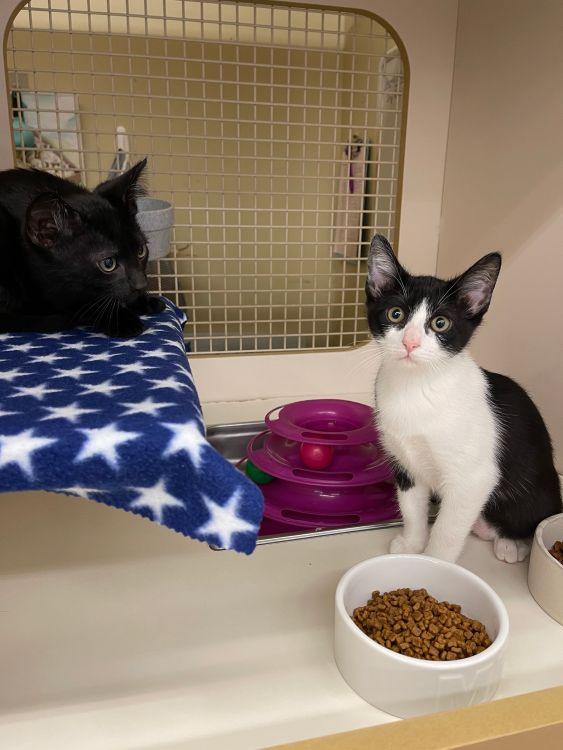 Enlarge Elle, a ADOPTABLE mixed breed in Richardson, TX image 3/3