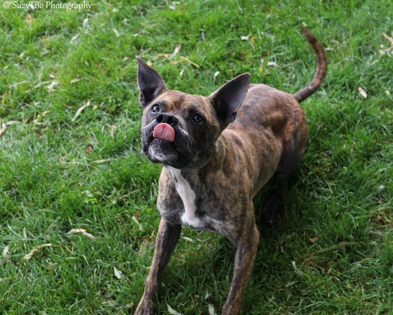 Enlarge Murphy, a Adoptable Mixed Breed in Montrose, CO image 2/2