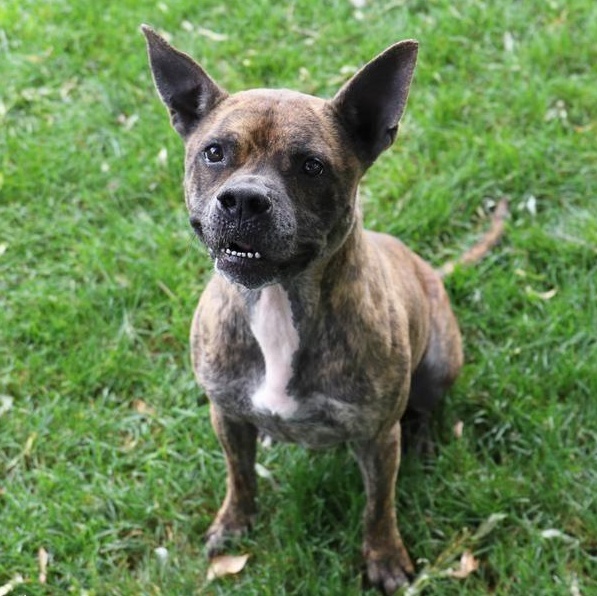 Murphy, Adoptable, Adult Male Mixed Breed.