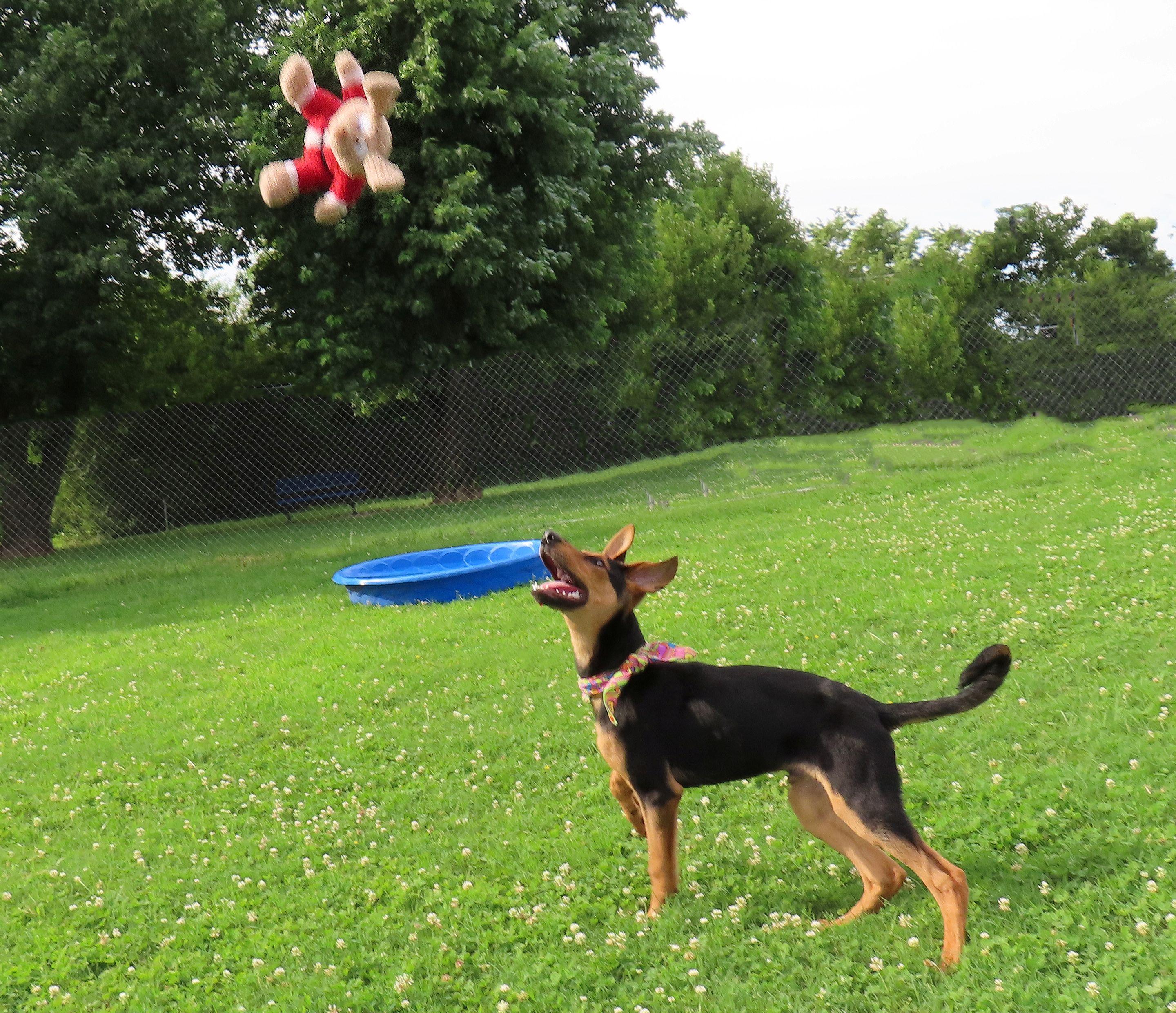 Flip Flop 26C-153, a ADOPTABLE Doberman Pinscher in Rogers, AR image 3/5