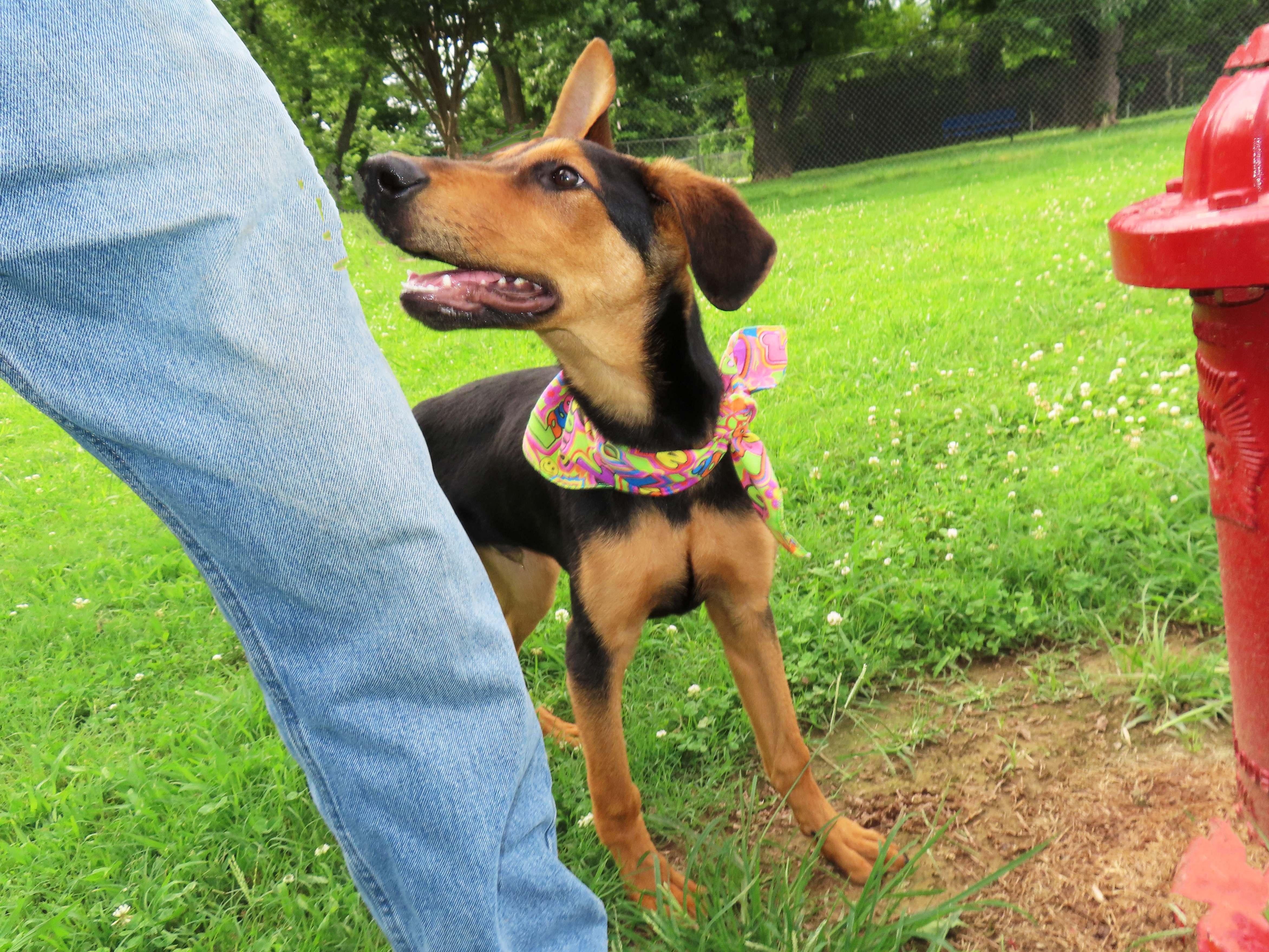 Flip Flop 26C-153, a ADOPTABLE Doberman Pinscher in Rogers, AR image 2/5