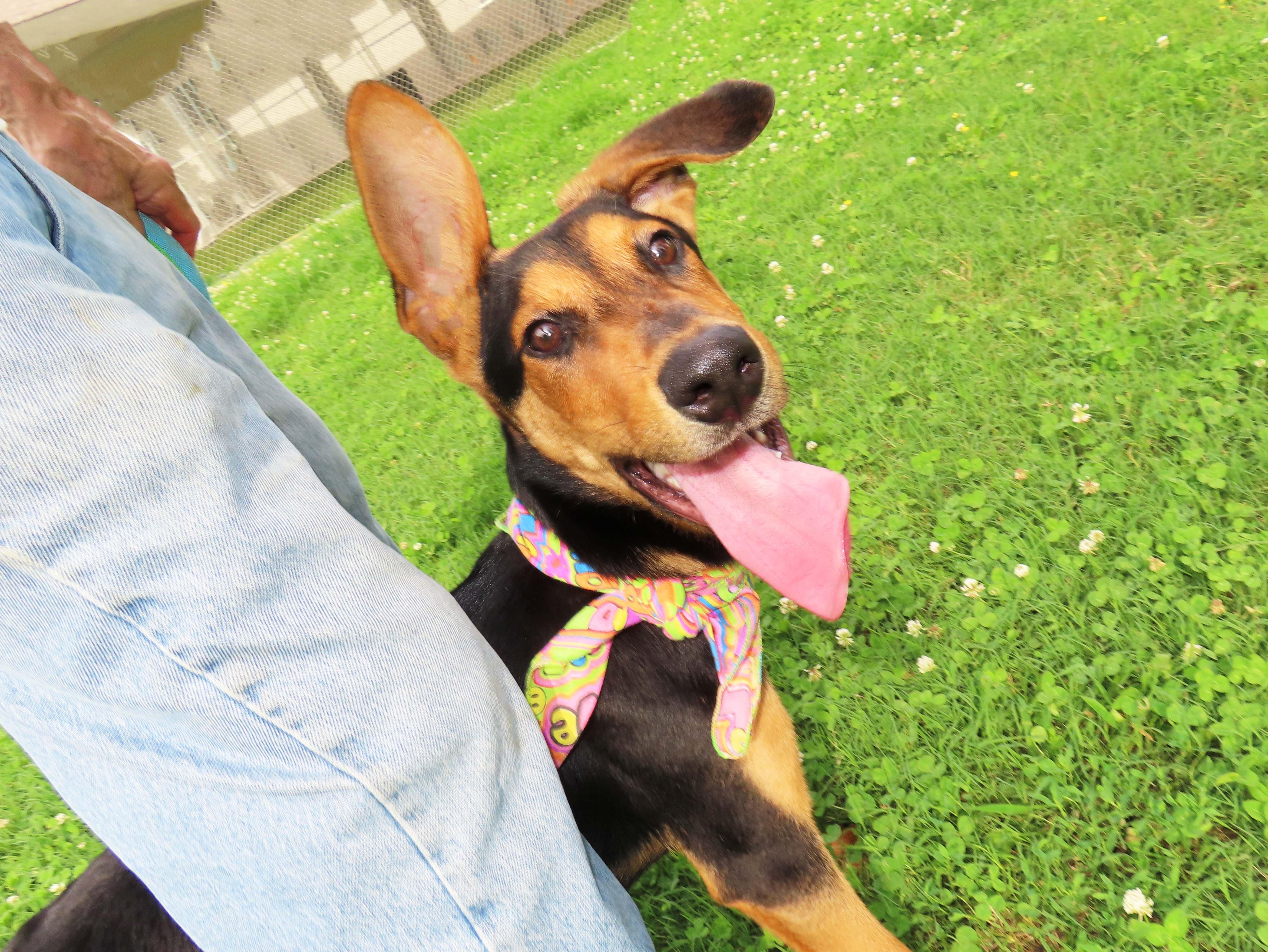 Flip Flop 26C-153, a ADOPTABLE Doberman Pinscher in Rogers, AR image 5/5