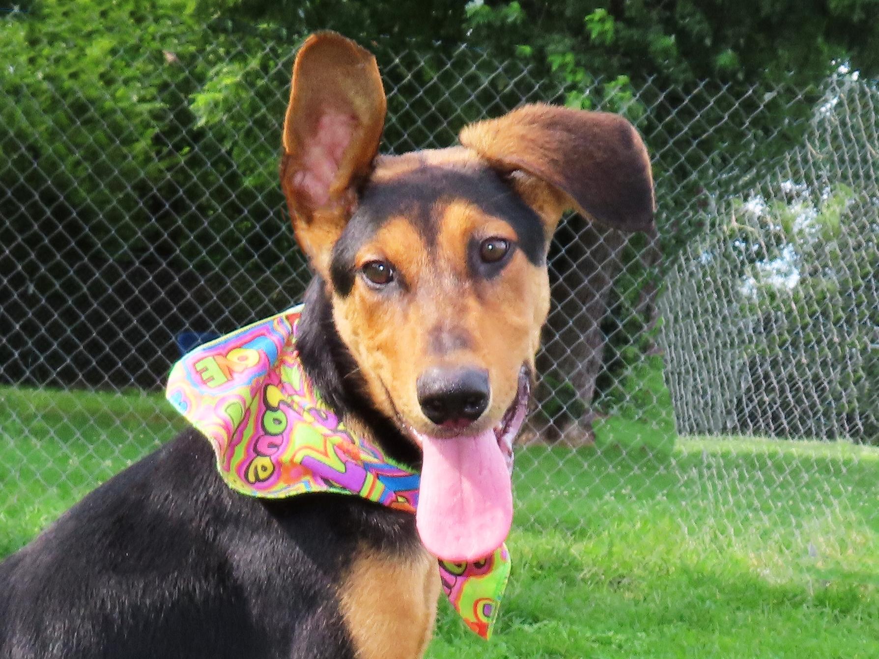 Flip Flop 26C-153, ADOPTABLE, Puppy Male Doberman Pinscher.