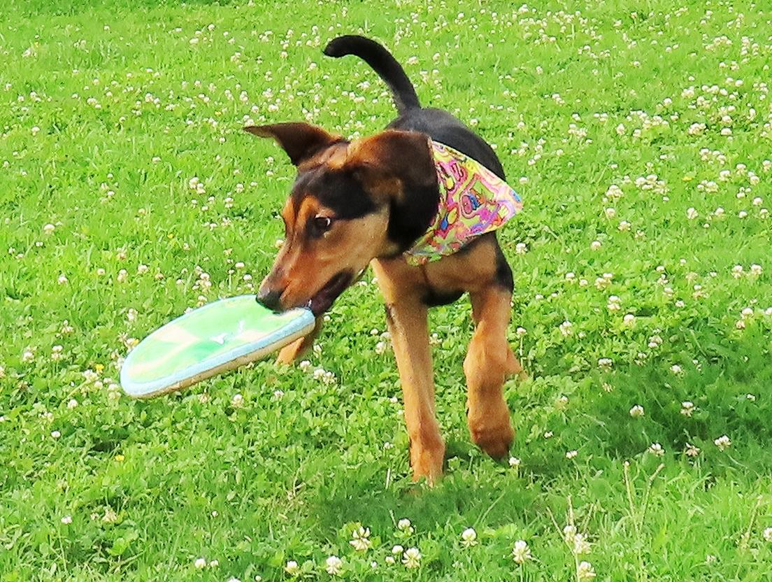 Flip Flop 26C-153, a ADOPTABLE Doberman Pinscher in Rogers, AR image 4/5