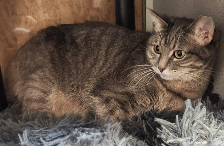 Marla. Luv Bug, Sweet as Candy, a Adopted Domestic Short Hair in Fayetteville, AR image 2/5