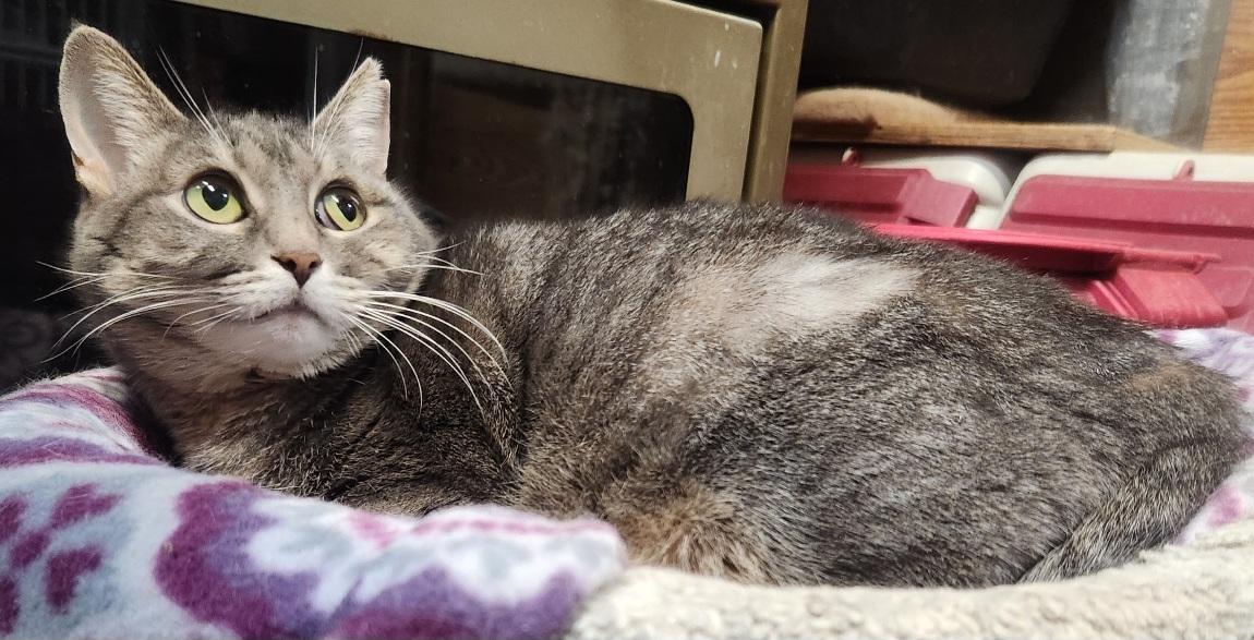 Marla. Luv Bug, Sweet as Candy, a Adopted Domestic Short Hair in Fayetteville, AR image 4/5