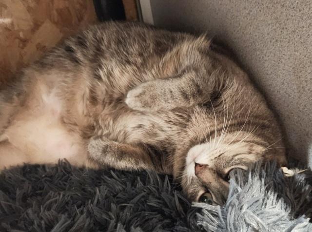 Marla. Luv Bug, Sweet as Candy