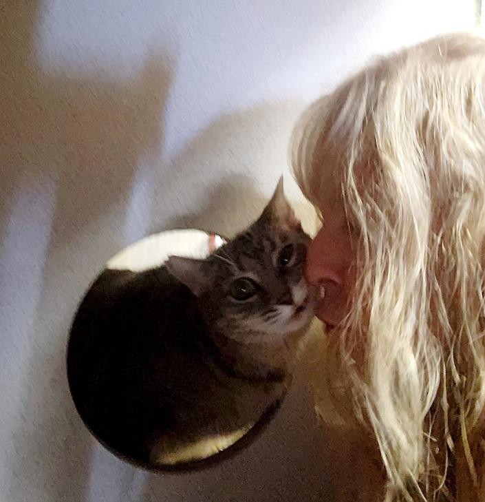 Marla. Luv Bug, Sweet as Candy, a Adopted Domestic Short Hair in Fayetteville, AR image 5/5