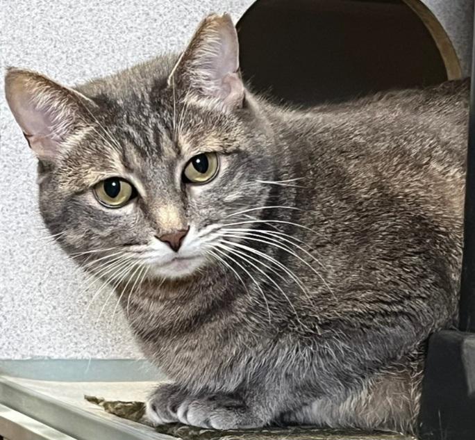 Marla. Luv Bug, Sweet as Candy, Adopted, Adult Female Domestic Short Hair.