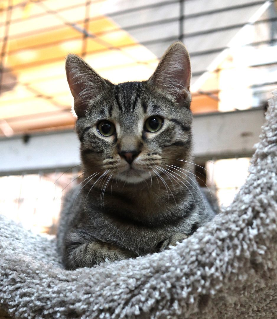 Nickel, Adopted, Kitten Male Domestic Short Hair.